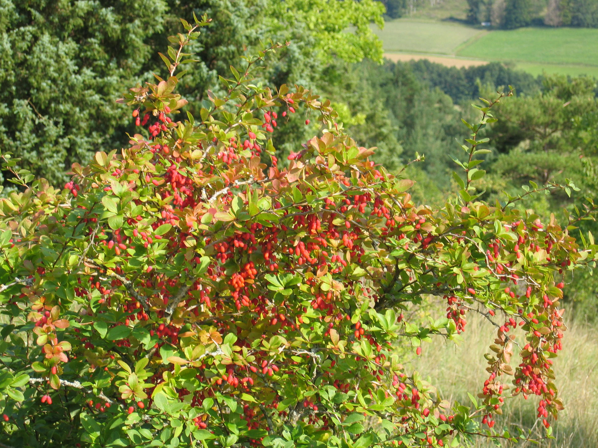 معرفی و راهنمای پرورش گیاهان زینتی - زرشک خوراکی